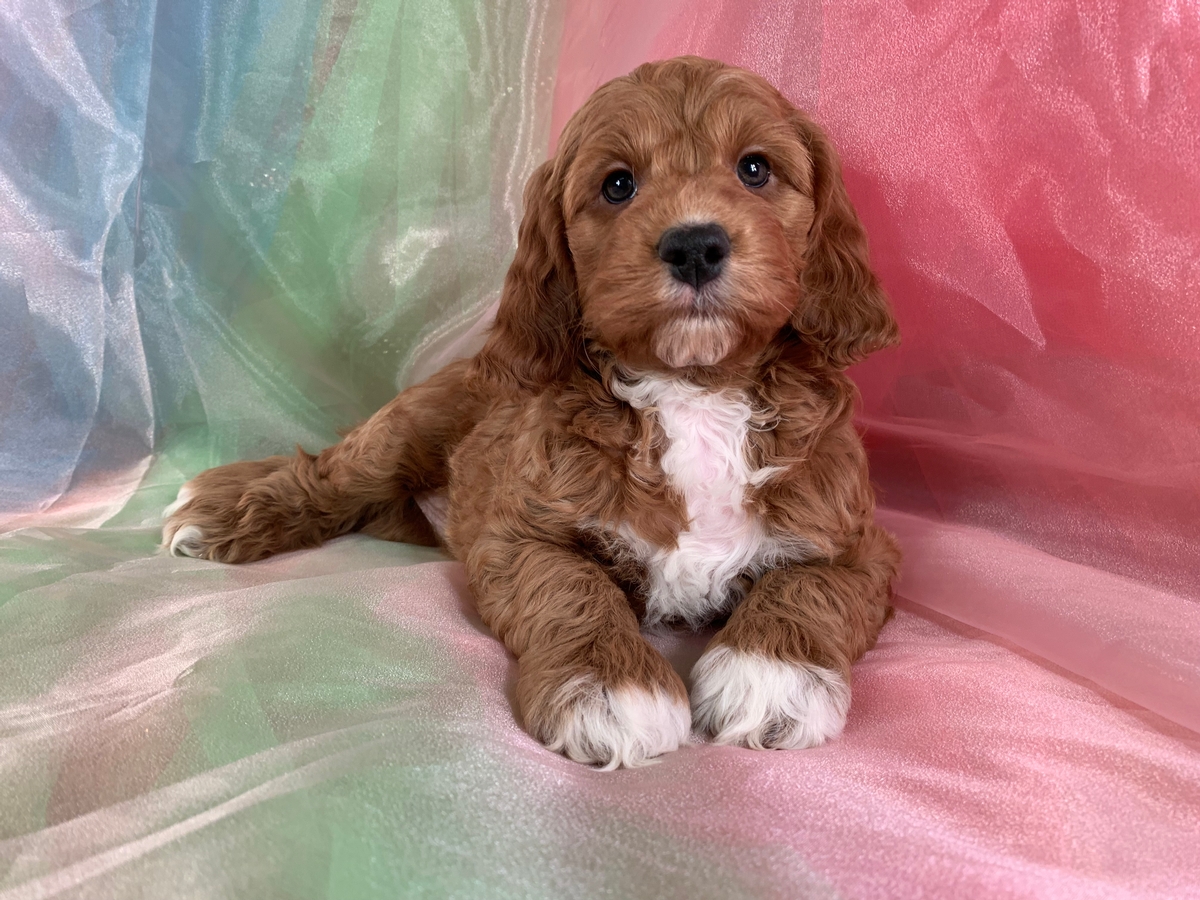 Male Red Cockapoo Puppy with White Markings Available DOB 11-14-2021, $1200